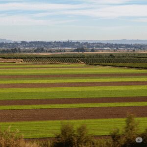 Campo agrícola con cultivos y frutales cerca de la ciudad de Linares, Chile, en la Región del Maule, mostrando el potencial de inversión inmobiliaria y agrícola.