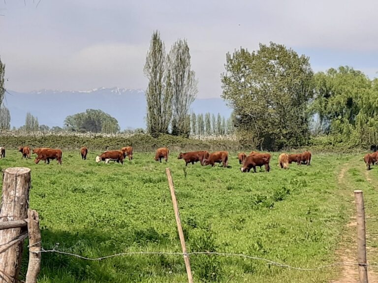Campo agrícola en venta de 20 hectáreas en Linares con agua inscrita, perfecto para diversos cultivos y ganado.