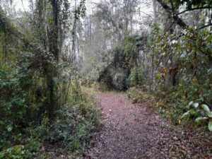 Terreno de 5000m² en el sur de Chile con árboles nativos