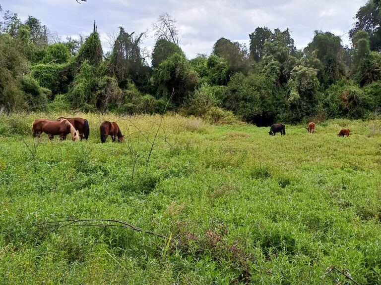 Parcela en venta en Vilches Centro, Maule, de 3800m² con manantial y vegetación nativa. Ideal para inversión y desarrollo, ofrecida por Ortúzar Propiedades.