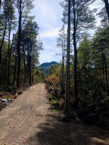 Parcelas en venta en Bosques de Rinconada, Catripulli, Pucón, rodeadas de naturaleza y con instalaciones de electricidad y agua. Ideal para inversión con Ortúzar Propiedades en La Araucanía.
