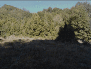Vista de las parcelas de 5000m² cada una con árboles nativos y camino de ripio, ubicadas a 15 km entre Pucón y Palguín, mostrando el potencial natural y la privacidad del terreno en la Región de la Araucanía, Chile.