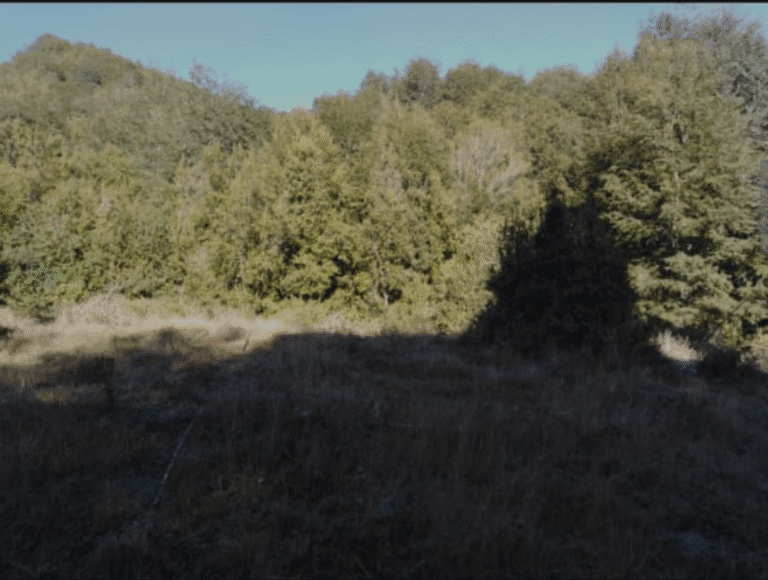 Vista de las parcelas de 5000m² cada una con árboles nativos y camino de ripio, ubicadas a 15 km entre Pucón y Palguín, mostrando el potencial natural y la privacidad del terreno en la Región de la Araucanía, Chile.